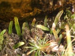 Notogrammitis givenii. Mature plants growing under subalpine rock overhang.
 Image: L.R. Perrie © Te Papa CC BY-NC 3.0 NZ